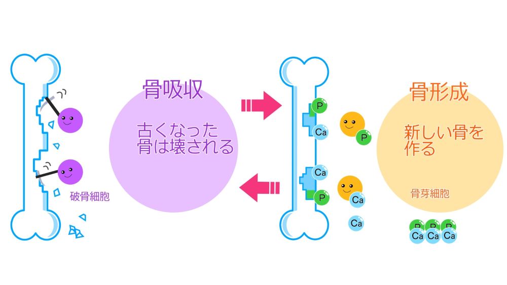 骨のリモデリング